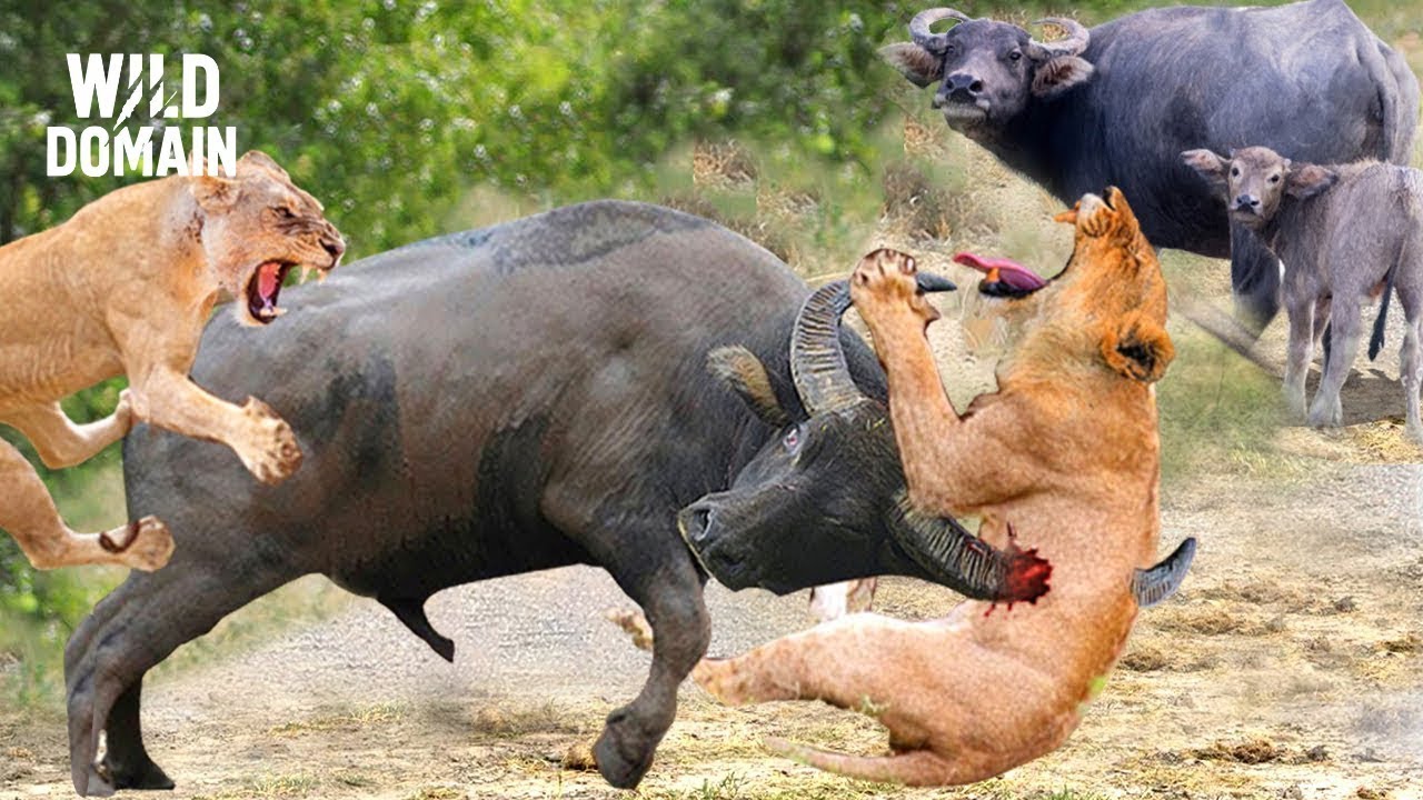 BIG FIVE | La Spietata Battaglia Per Il Trono D’Africa – Documentario Sugli Animali Selvatici
