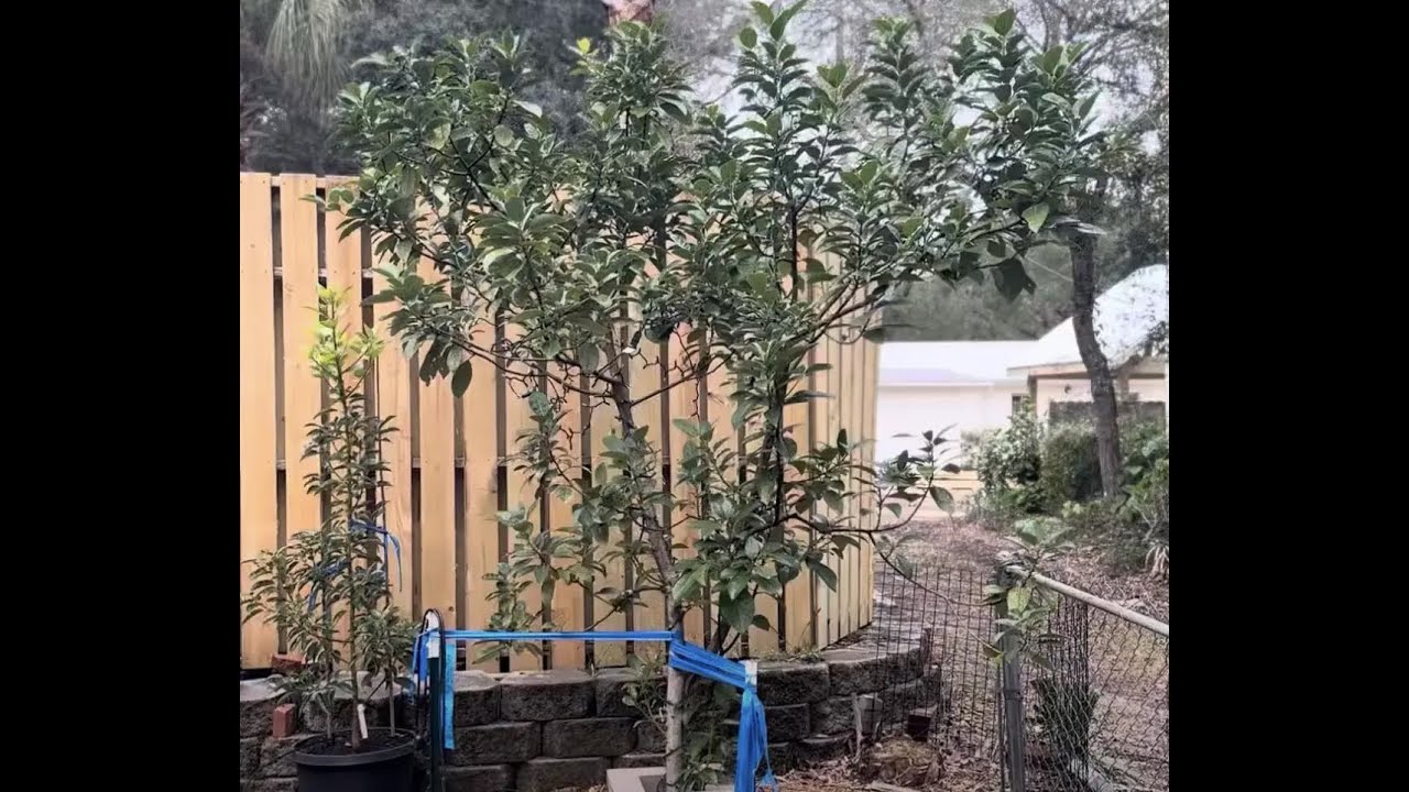 Avocados in Zone 9A North Florida- Mexican Varieties - Christmas Update