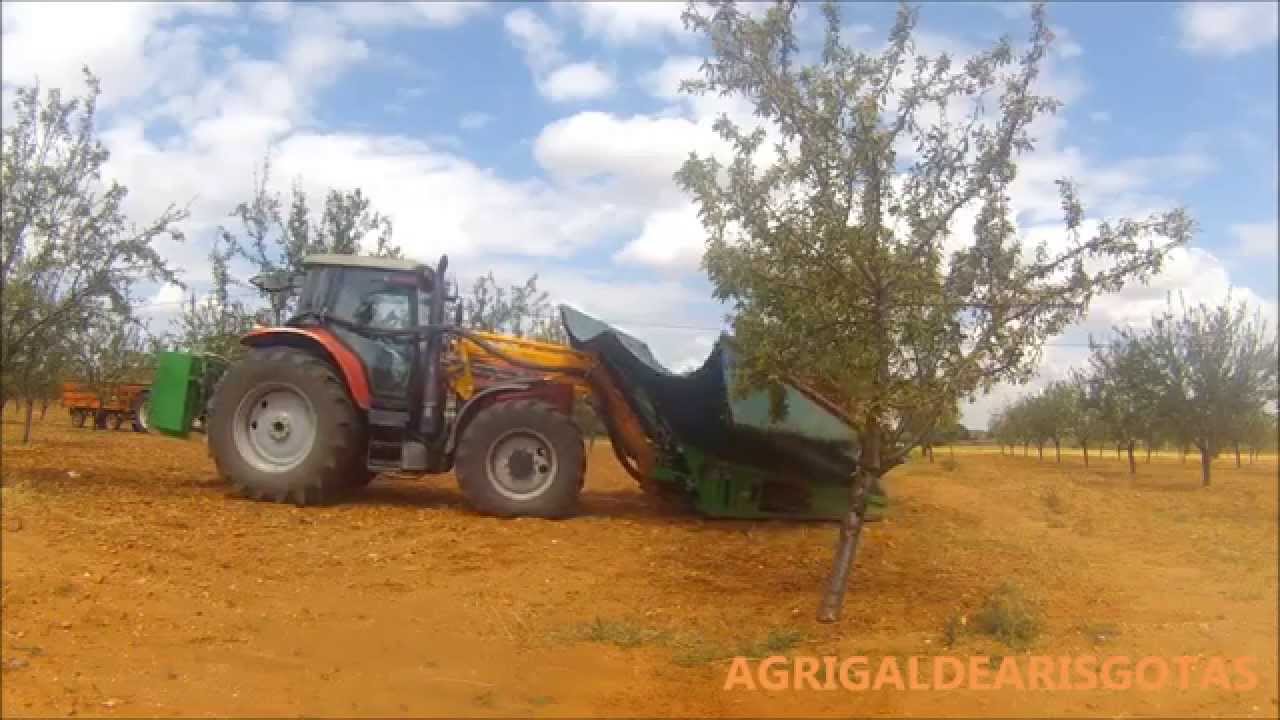 Campaña de almendras 2015//Massey Ferguson & Solano