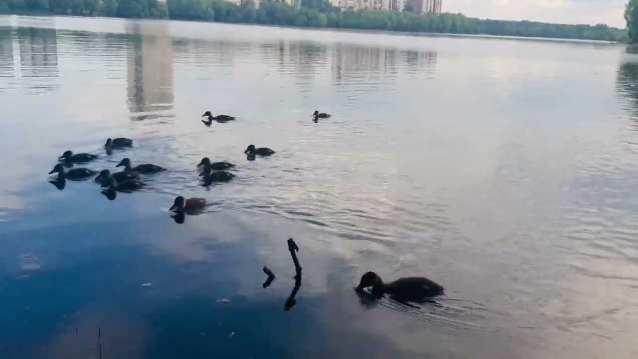 Raft of Ducks||#shorts #aquaticbirds #ducks #rivervisit #minivlog #swimming #birds #cute #creatures