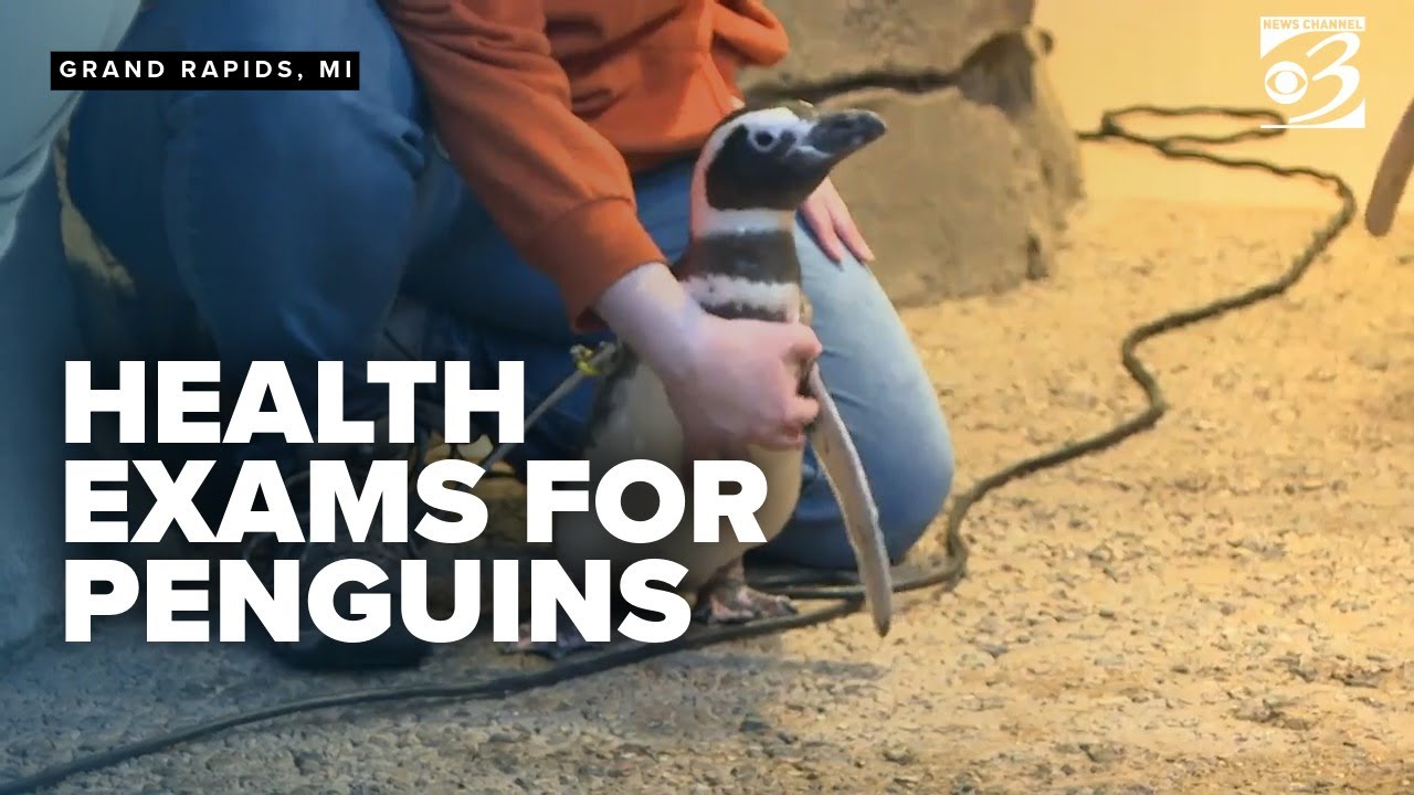 Waddling wellness: Michigan zoo's Magellanic penguins receive annual health exams