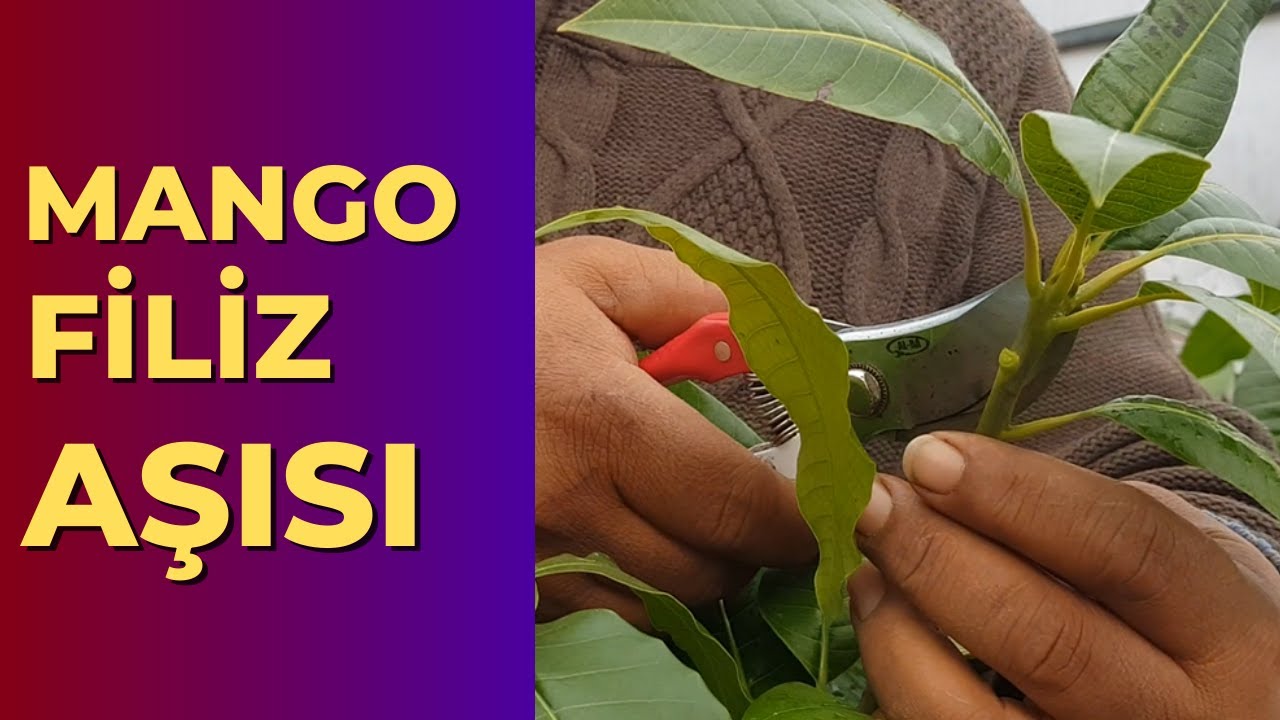 Mango Filiz Aşısı. mango aşısı nasıl yapılır. #tropikaltopraktv #mango
