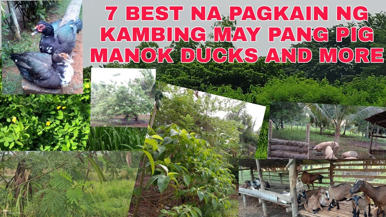 7 Best na Pagkain ng Kambing May pang Pig Chicken Ducks And More