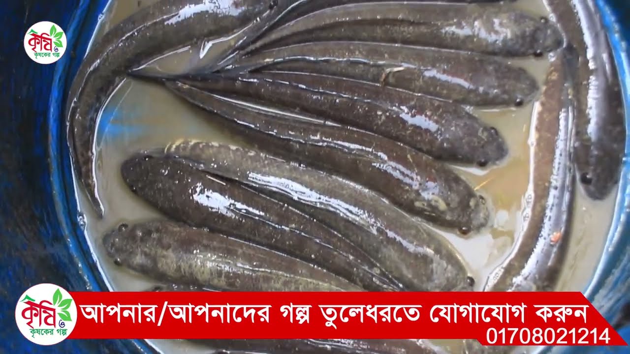 অধিক ঘনত্বে শোল মাছের চাষ