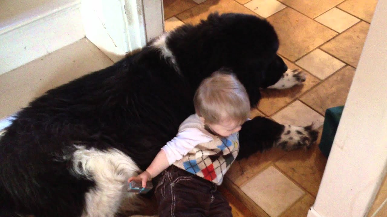 Toddler climbing all over 190lb. Newf