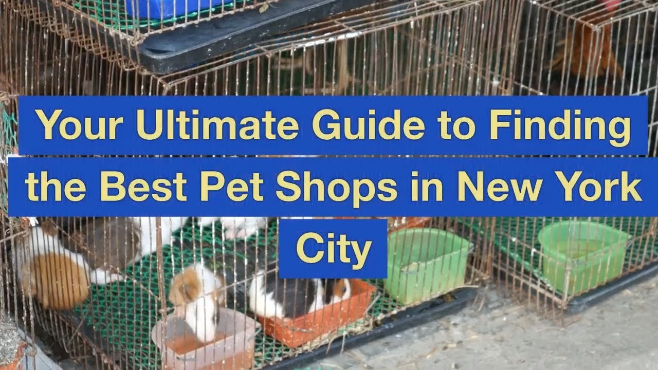 Your Ultimate Guide to Finding the Best Pet Shops in New York City