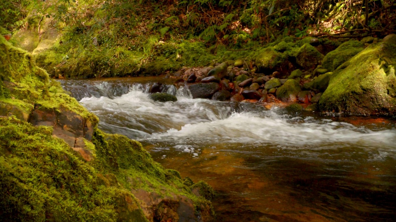 4K Relaxing Natural Environmental Sounds - Woodland river waterfall in Spring