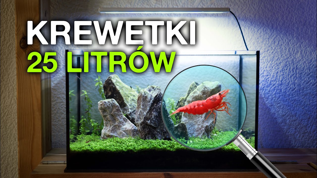 KREWETKI - JAK STWORZYĆ PROSTE I TANIE AKWARIUM (KREWETKARIUM KAMIENNY KRĄG)