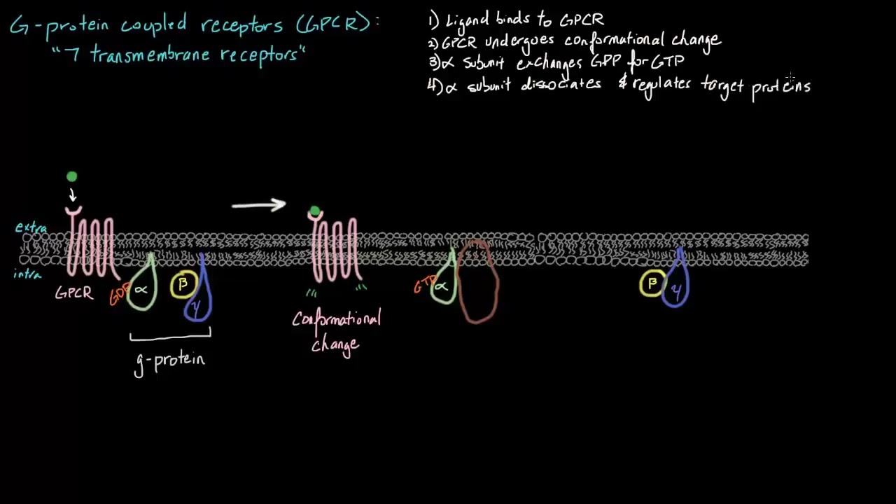 G- protein GPCR