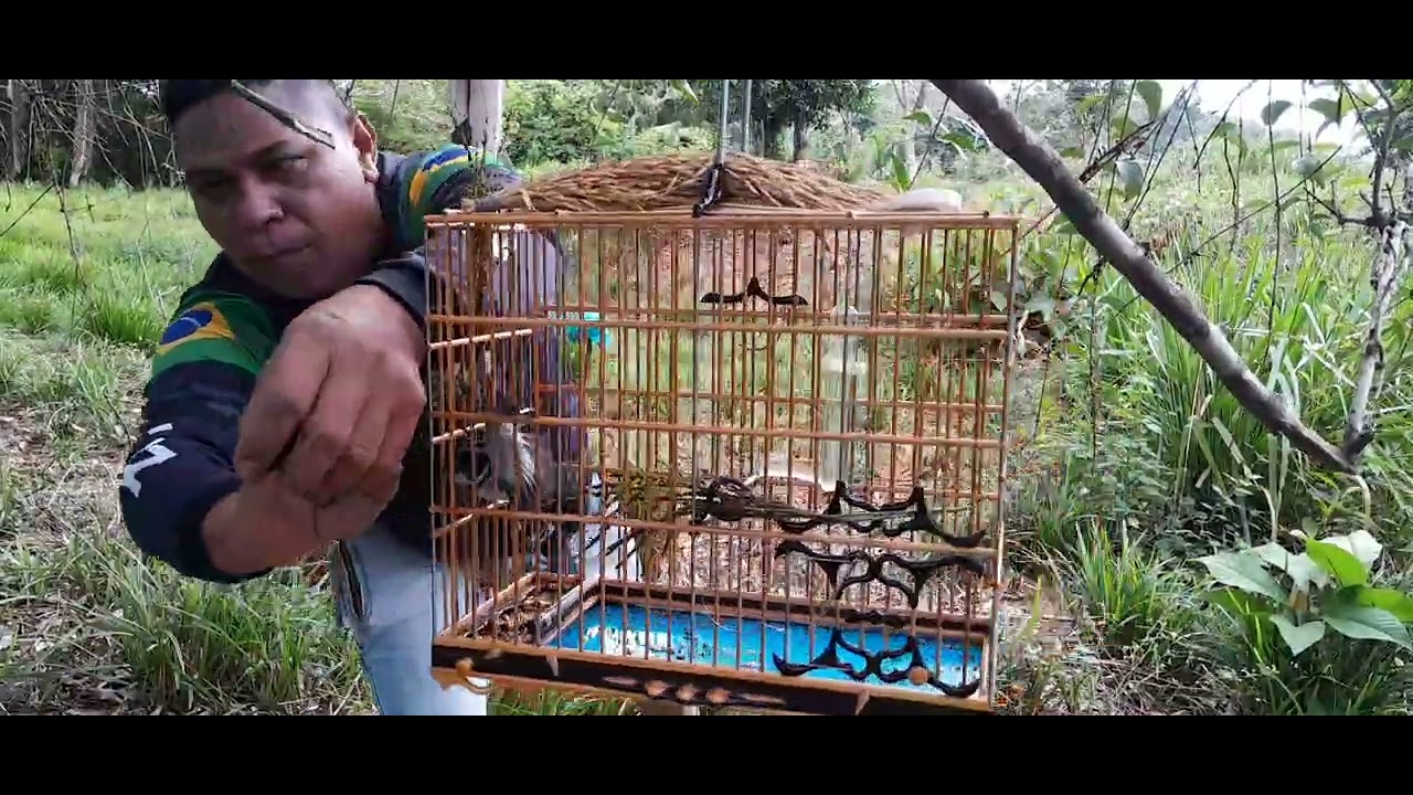 Dandara show mam em ação no paru Pará 