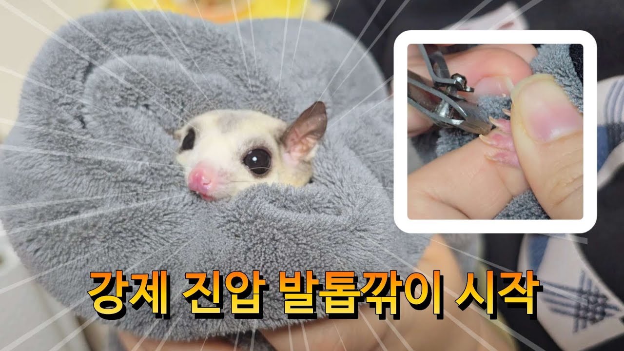 슈가글라이더 발톱깎이 초보자편 l 강제진압 l 핸들링 