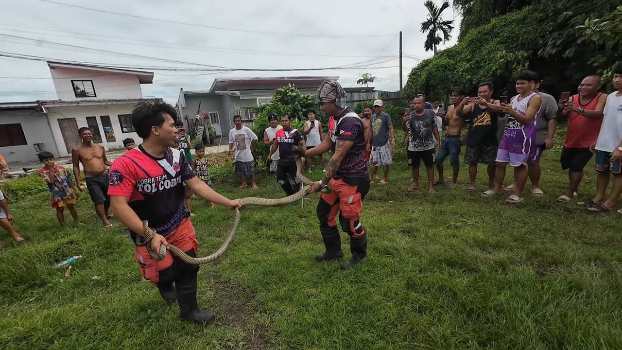 LANTARAN KUNG MAG PAKITA ANG KING COBRA #cobraprince