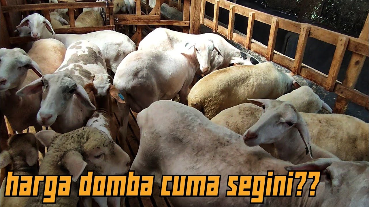 HARGA DOMBA F1 F2 AWASI, CROS TEXEL CUMA SEGINI ??? IRFAN KAMIL FARM KEDIRI