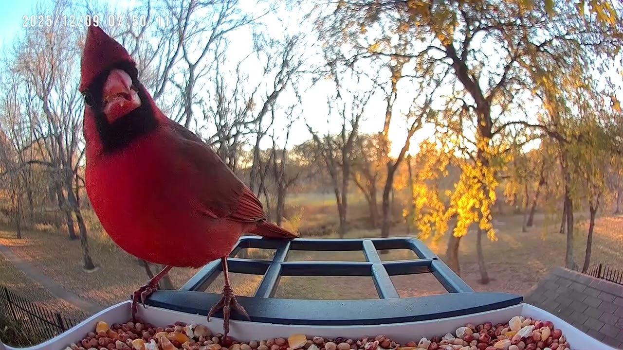 Cardinal Compilation | Relaxing Bird & Nature Video