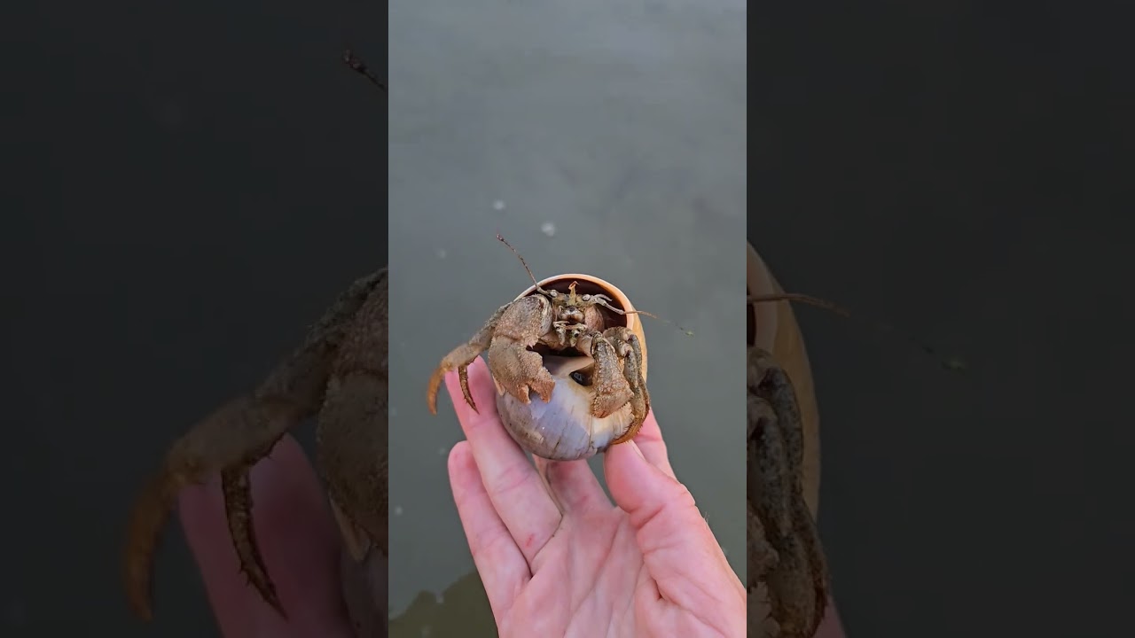 hermit crab in a moon snail shell 🐚 #oysterfarm #hermitcrab