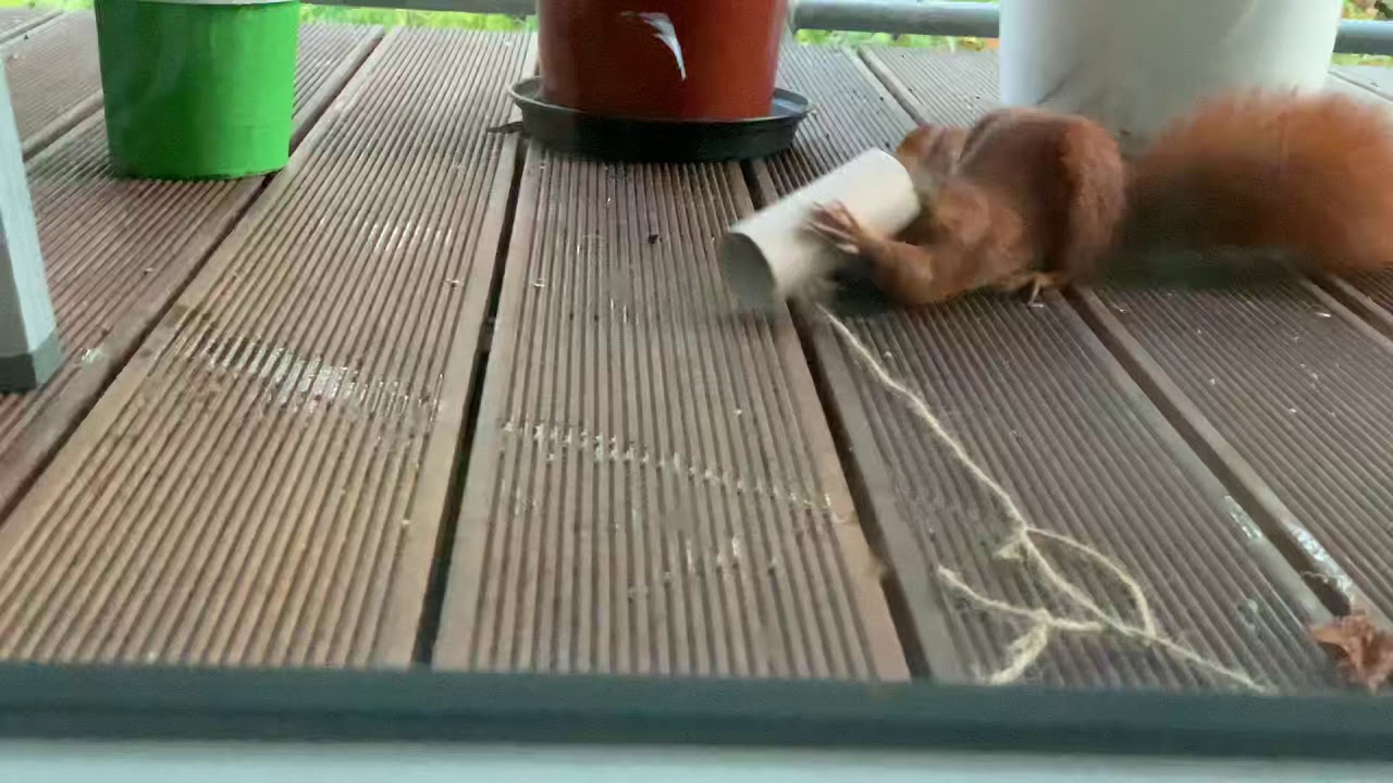 Eichhörnchen gegen Klopapierrolle