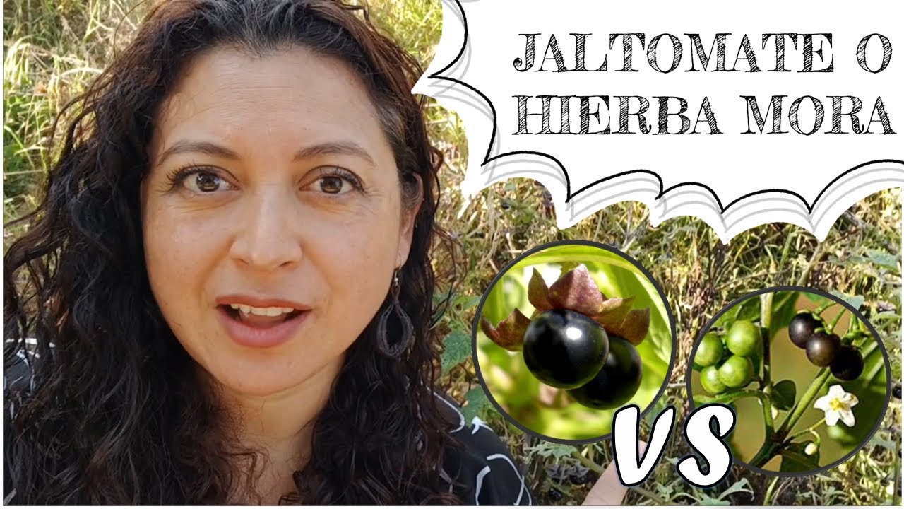 Diferencias entre el jaltomate y la hierba mora, aprende cómo diferenciar ambas plantas