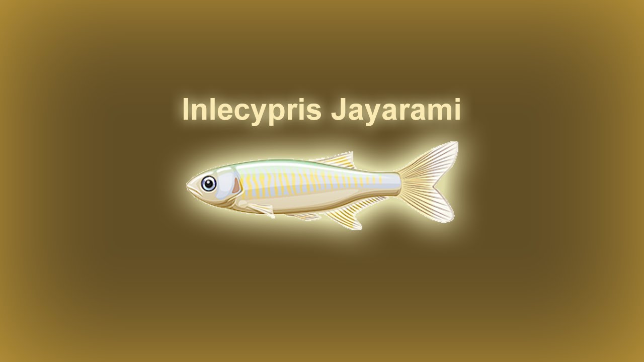 Fishao  |  Inlecypris Jayarami 5★