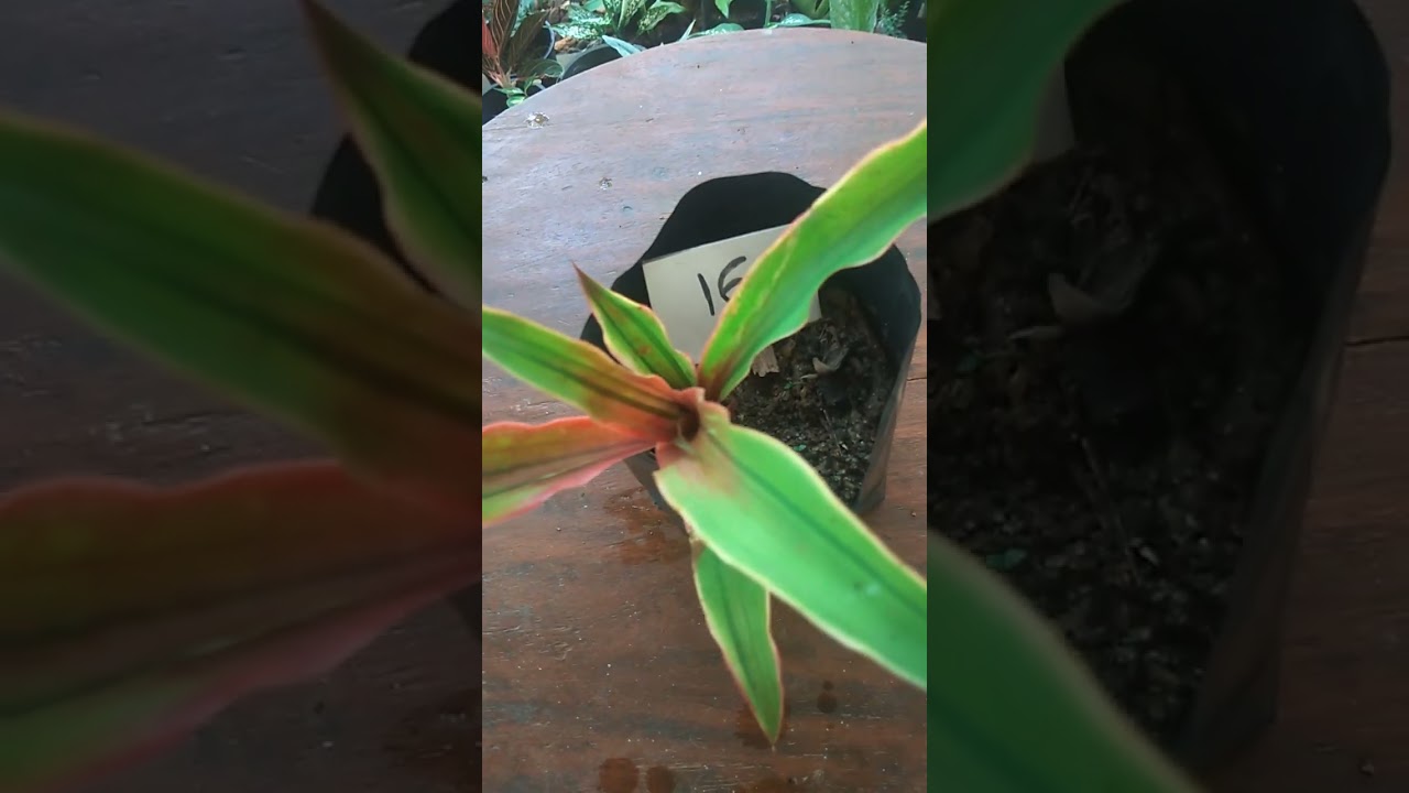 එන්න,ගන්න අඩුවට මල් ඔබටයි, මේ අාරාධනා..🙏 plant sale 7 what's app 0713609685 ට message යොමු කරන්න🌷