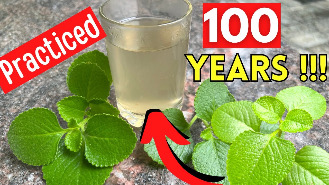 REFRESHING Healthy Mexican Mint Tea in 2 Min | Tea For Cold and Cough | Cuban Oregano Tea