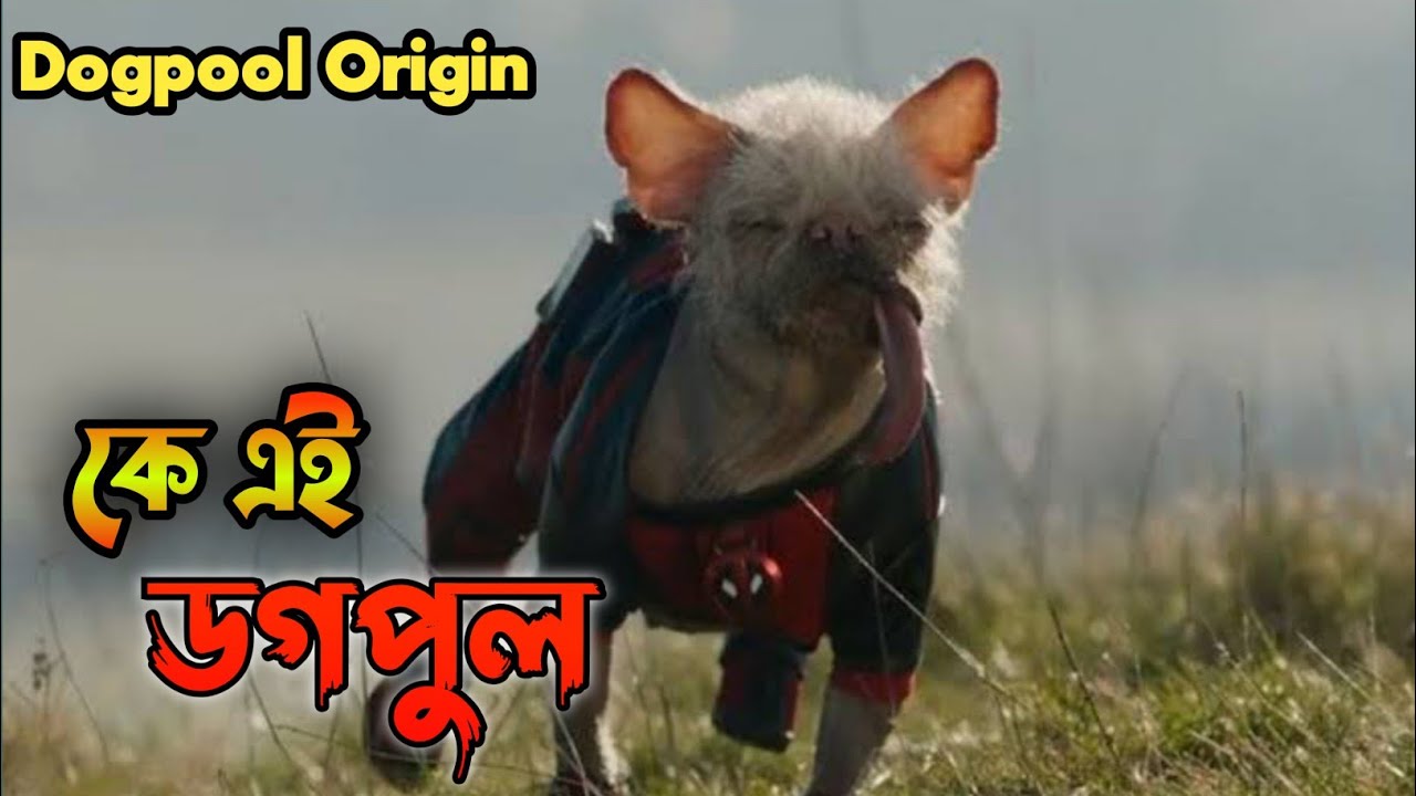 Dogpool Origin Story Explained - Who Is The Dogpool?  | Bangla Explanation | ‎