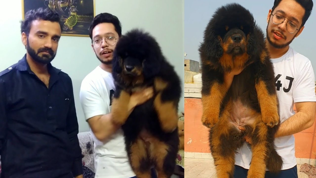 Tibetan Mastiff Special Best Quality Puppy in India (Part 2 ) Call 8700287843 Going to New Home