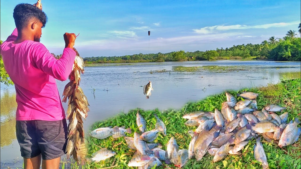 කටුවට  අහුවුන තෙප්පිලි රංචුව 🐬😮