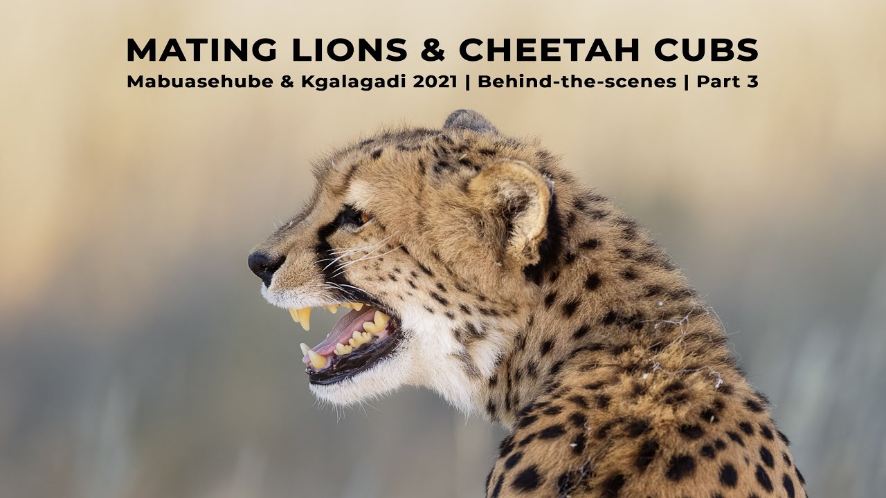 Mating Lions & Cheetah Cubs - Mabuasehube & Kgalagadi 2021 BTS (ep3/3) -Filming wildlife in Botswana