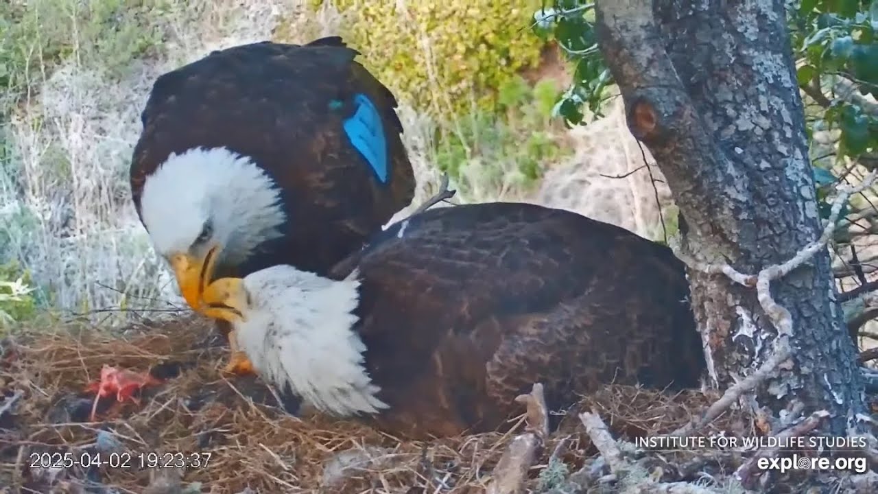 Fraser Point Eagles. Andor feeds Cruz - explore.org 04-02-2025