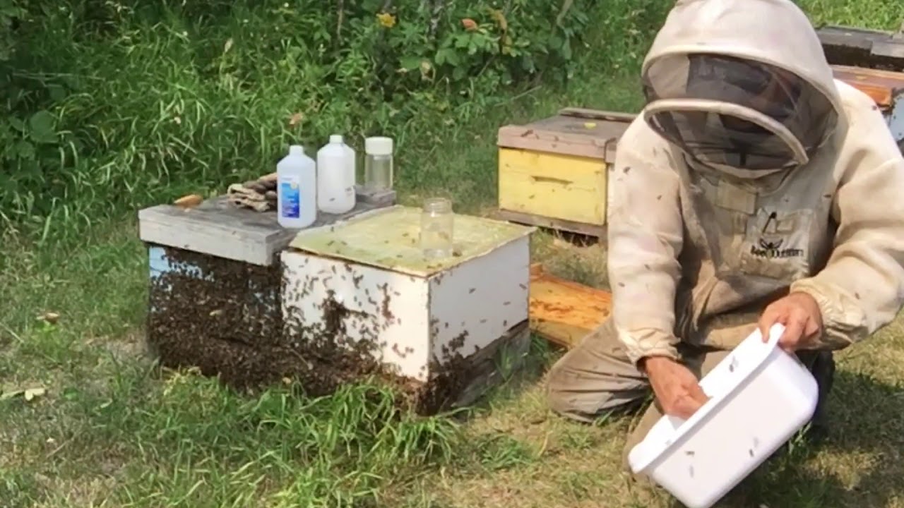 How Commercial Beekeepers Test for Varroa Mites