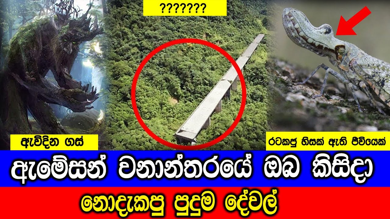 ඇමේසන් වනයේ ඔබ කිසිදා නොදැකපු පුදුම හිතෙන දේවල්.
