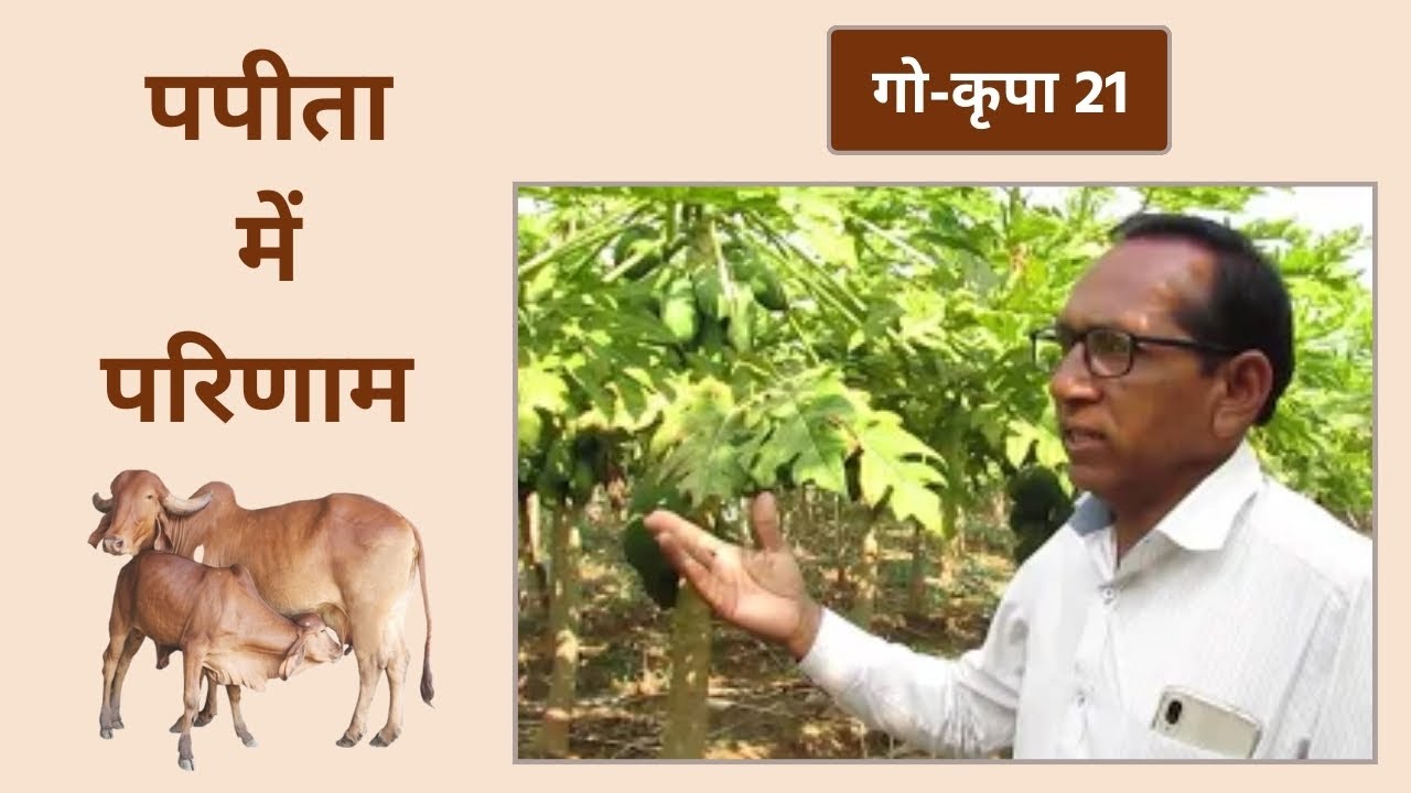 गो-कृपा 21 | पपीता में परिणाम | Go Krupa 21 | Bansi Gir Gaushala | Gopalbhai Sutariya |