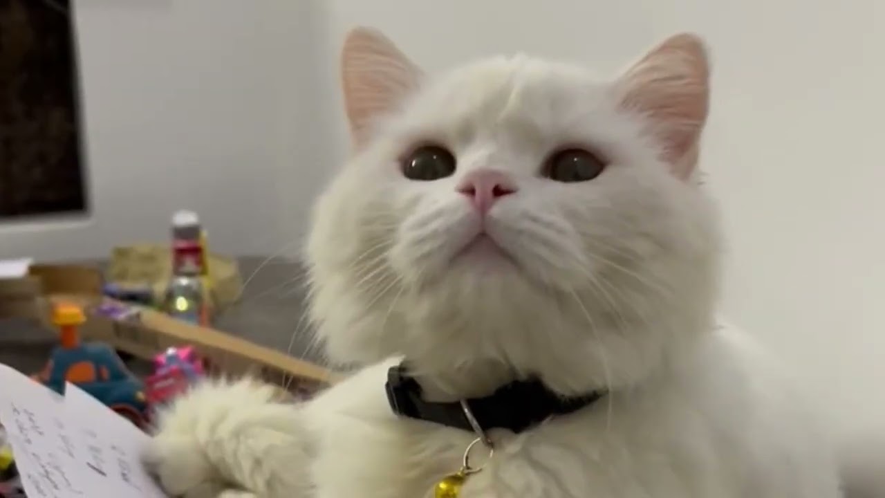 Cat era : Dodo And Mine  