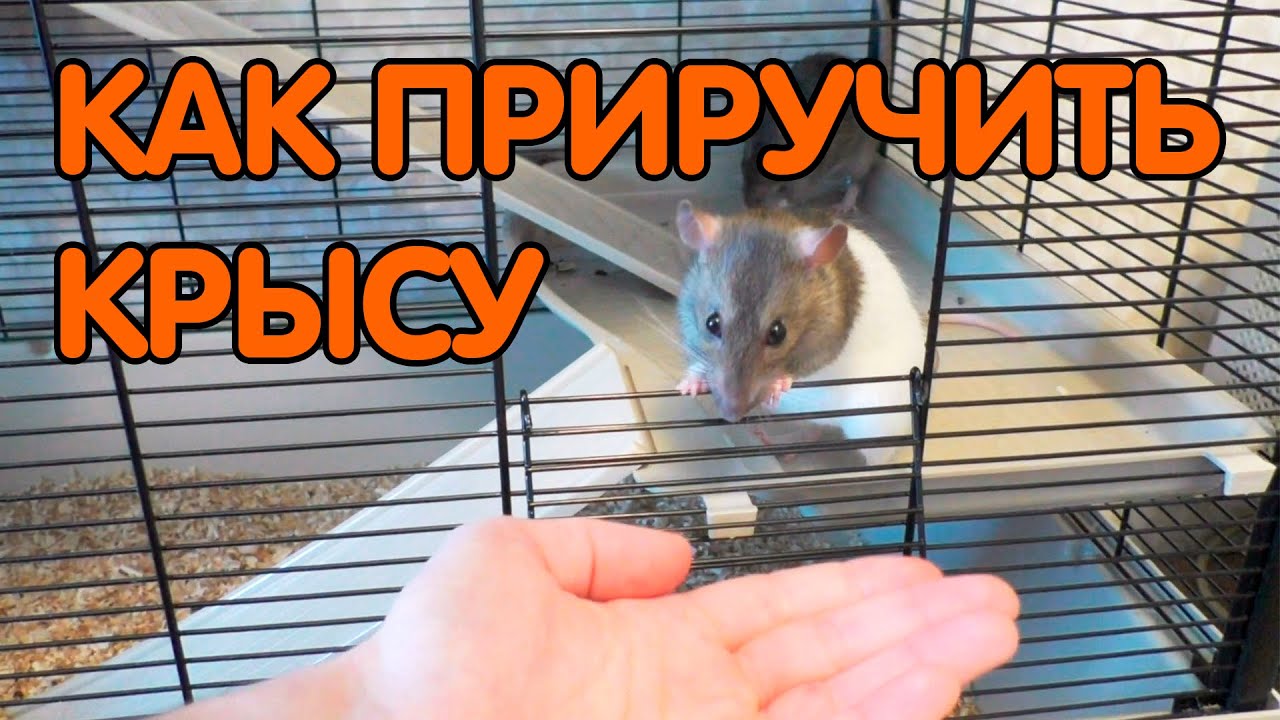 Как приручить крысу. Приручение крыс к рукам