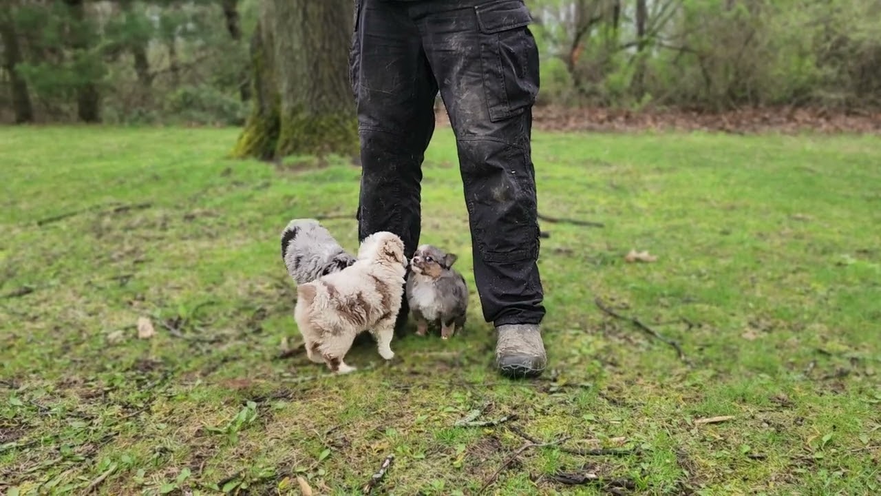Toy Australian Shepherd Puppies