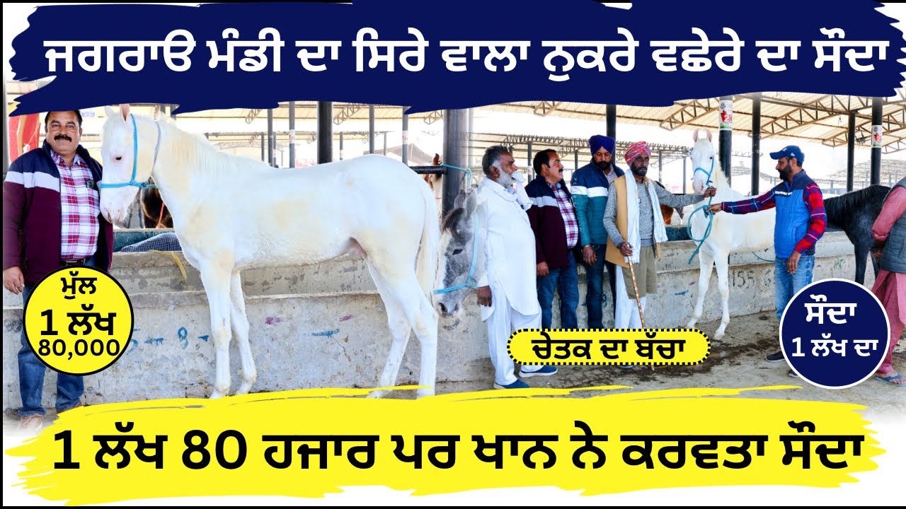 ਨੁੱਕਰੇ ਵਛੇਰੇ ਦਾ ਸੌਦਾ ਸਿਰਾ ਕਰਵਾਗਿਆ ਖਾਨ ਜਗਰਾਊ ਮੰਡੀ ਤੇ 1 ਲੱਖ 80 ਹਜਾਰ ਮੁੱਲ #horsemandi #horsesale #khan