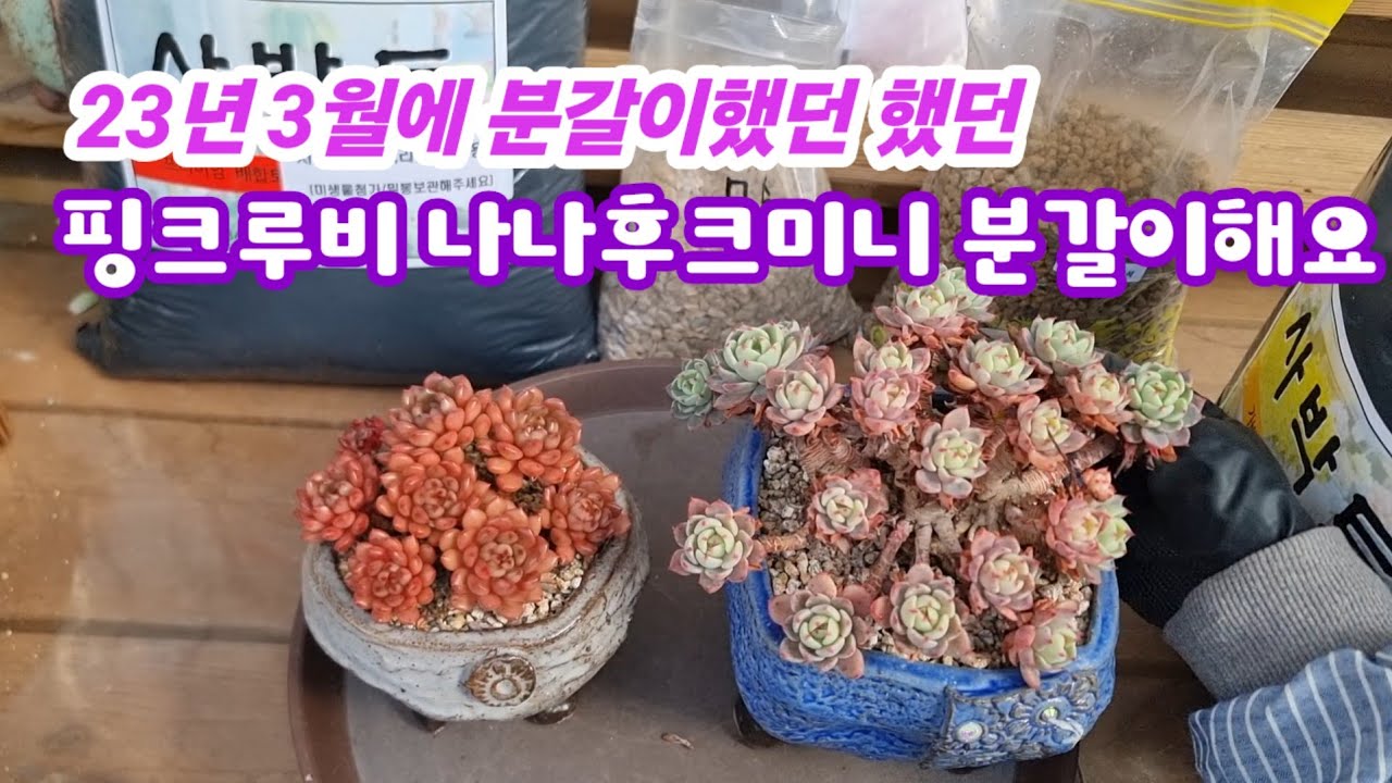 26.2.19 🌹23년 3월에 분갈이했던 핑크루비 나나후크미니 사박토로 분갈이해요🌹 #사박토 010 3436 6631 