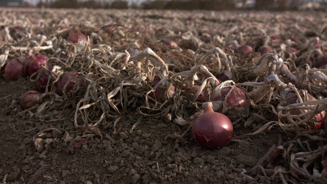 JC Watson Innovations Onion Planter