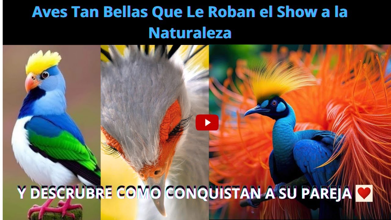 Las Aves M&aacute;s Hermosas del Mundo y C&oacute;mo Conquistan a Su Pareja | La Maravilla de la Creaci&oacute;n