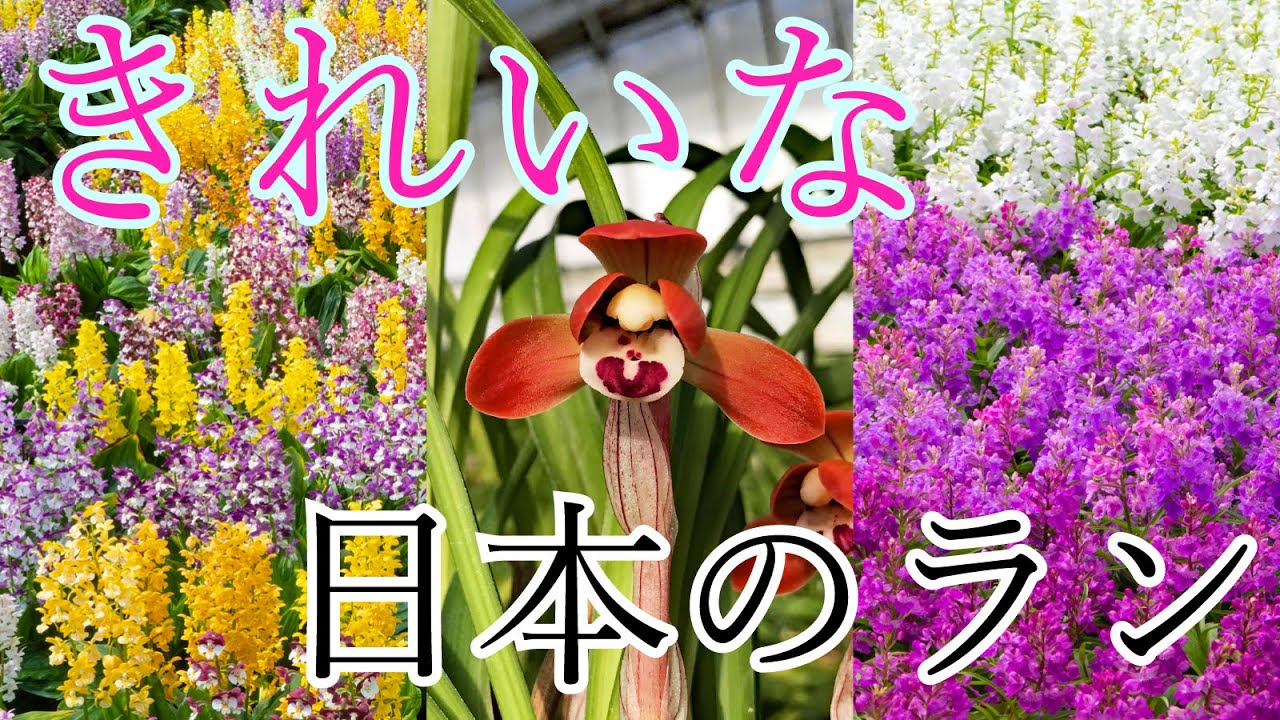 あなたの知らない美しい花「日本のラン」の世界へ