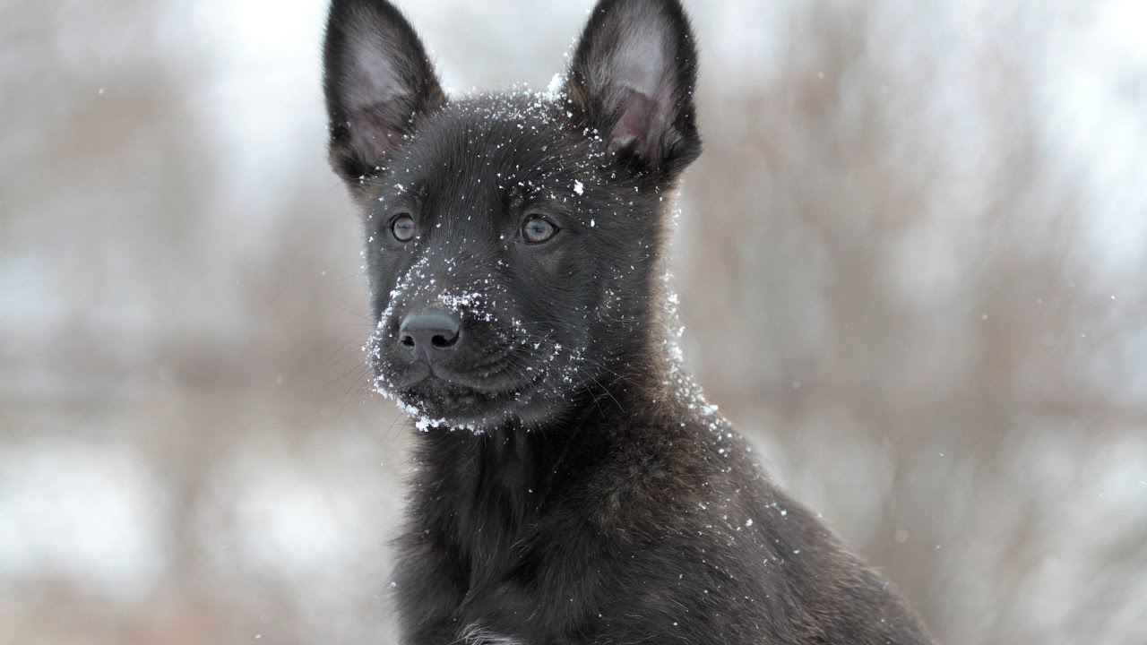 Critical Stages in Puppy Development 7 weeks Socialization, Exploration, Education