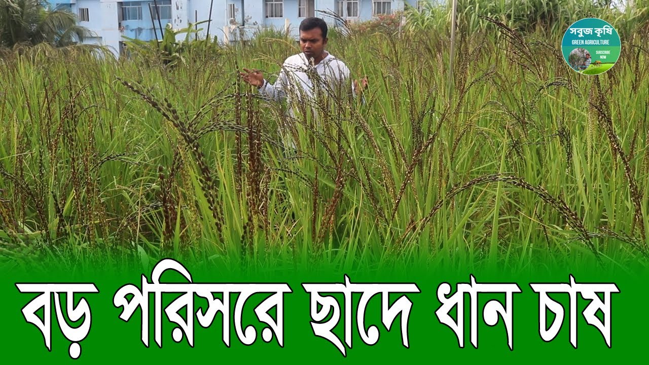 বড় পরিসরে বাড়ির ছাদে ধান চাষ | paddy cultivation | rooftop farming | সবুজ কৃষি