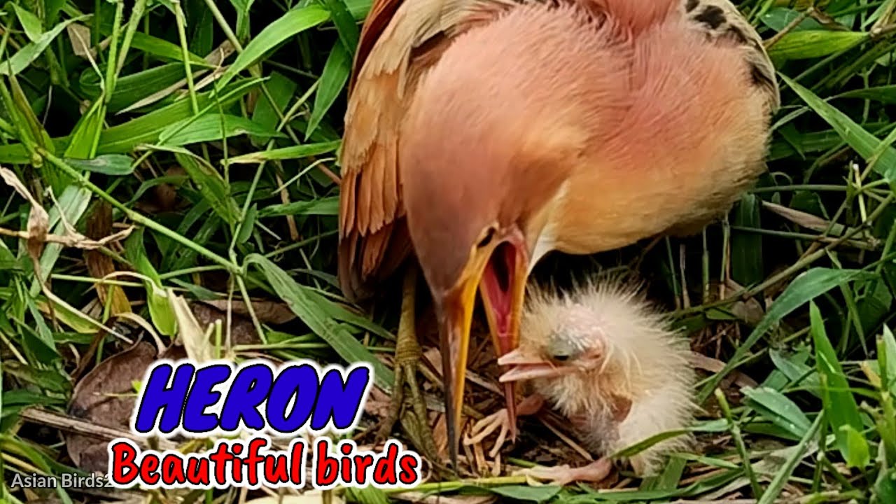 MOTHER AND NEWLY HATCHED HERON CHICK
