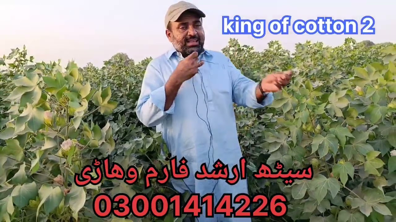 king of cotton 2. کپاس کی نئی ورائٹی ۔ ۔ #farming #pakistan #agriculture #agriculture #duet  #viral