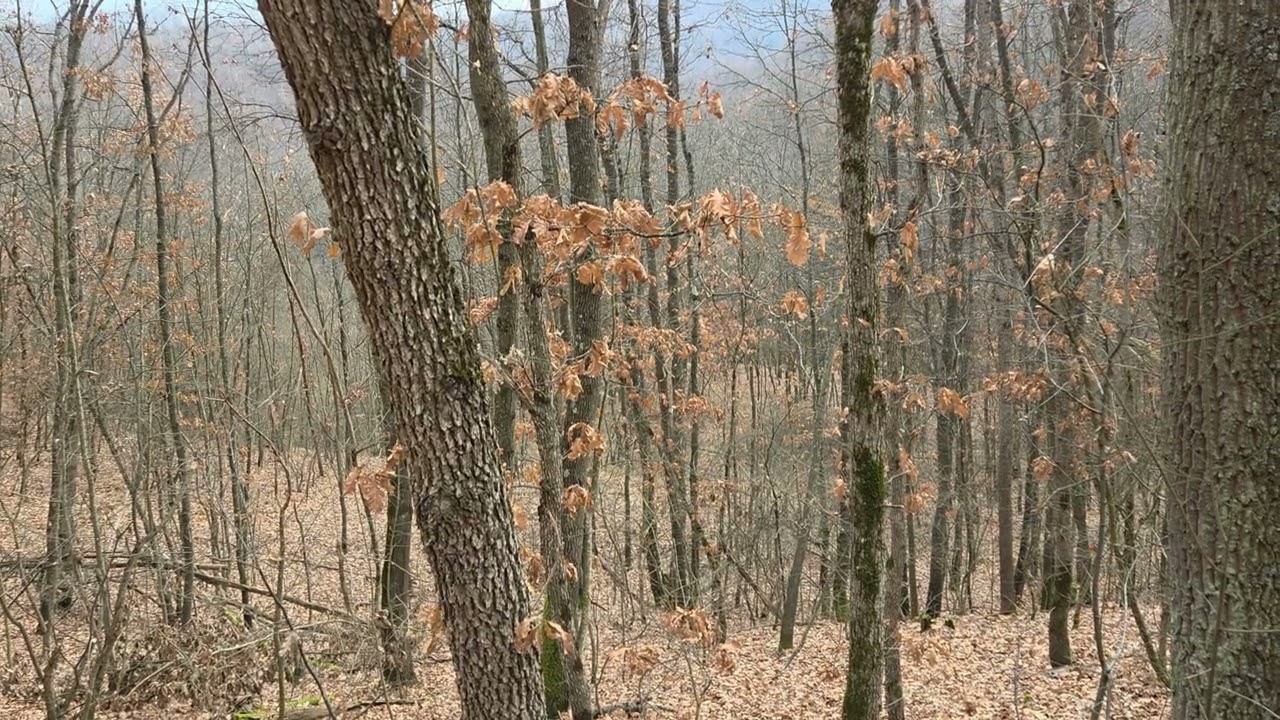 Lov na divlje svinje Siljevica 21. decembar 2025.