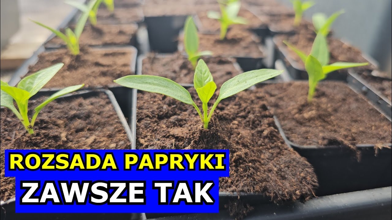 Rozsada Papryki ZAWSZE TAK ją robię. Jak i kiedy siać Paprykę, Cięcie, Nawożenie, Podlewanie, Błędy.