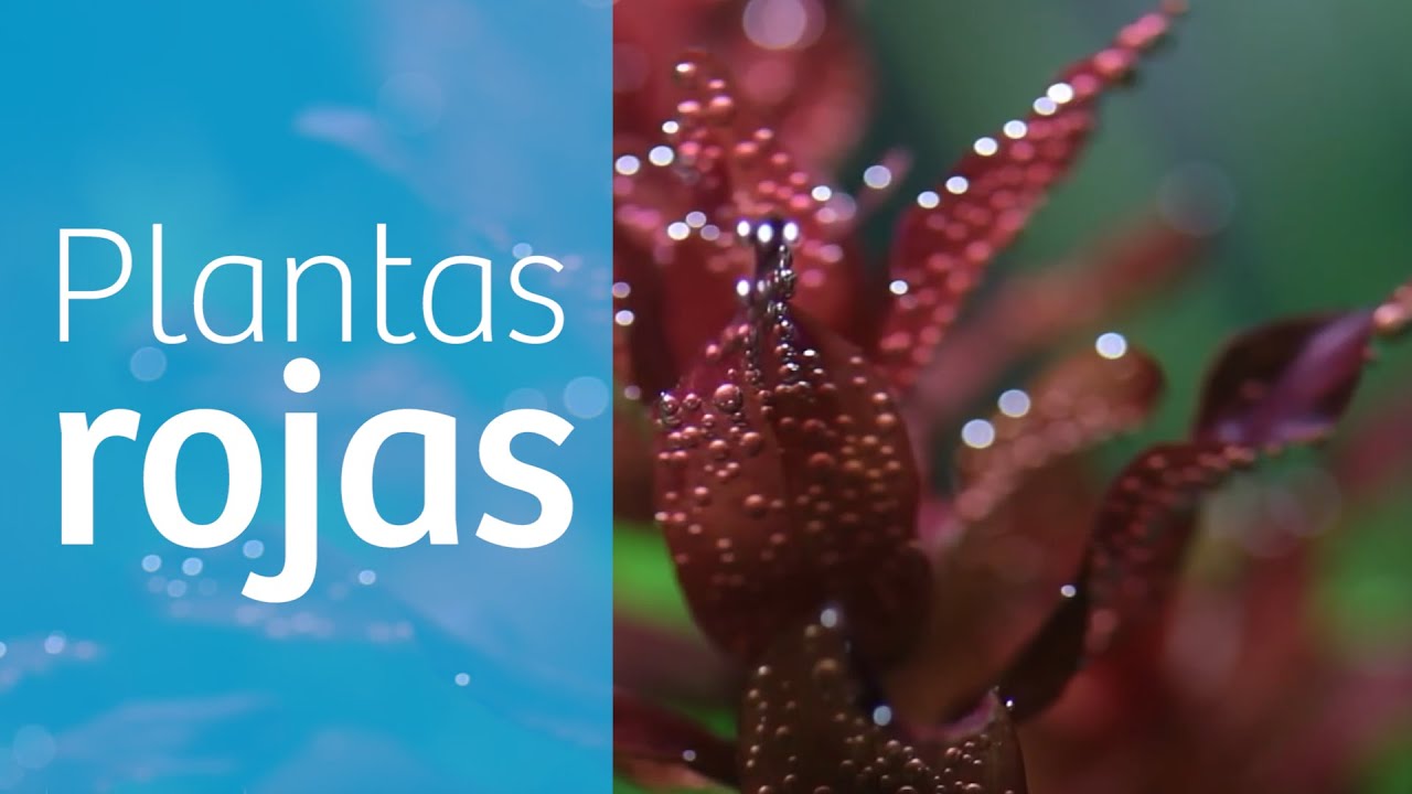 Plantas ROJAS para DECORAR tu ACUARIO PLANTADO