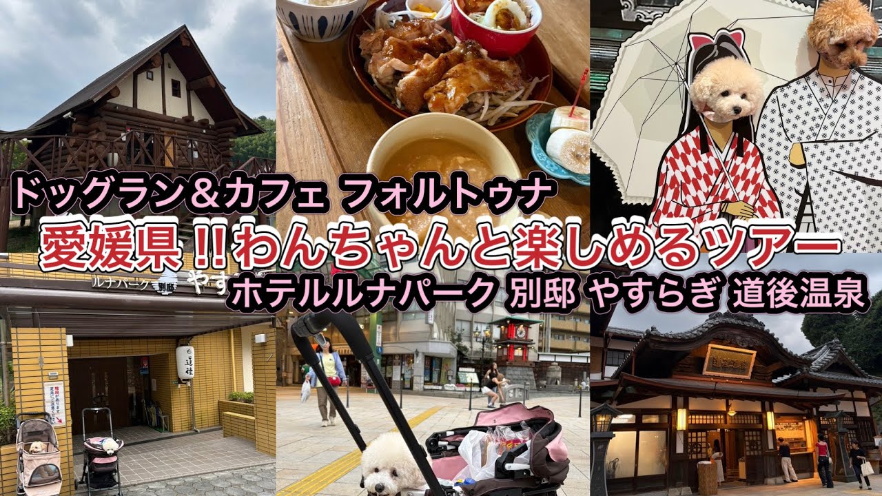 愛媛県‼︎わんちゃんツアー1日目・ドッグラン＆カフェ フォルトゥナとホテルルナパーク 別邸 やすらぎ・道後温泉〜