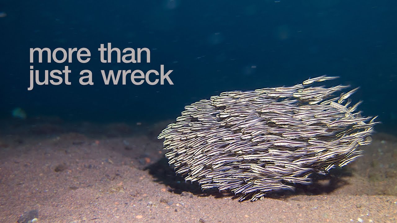 The Best Diving in Tulamben, Bali (Top 11 spots for Macro and Wrecks)