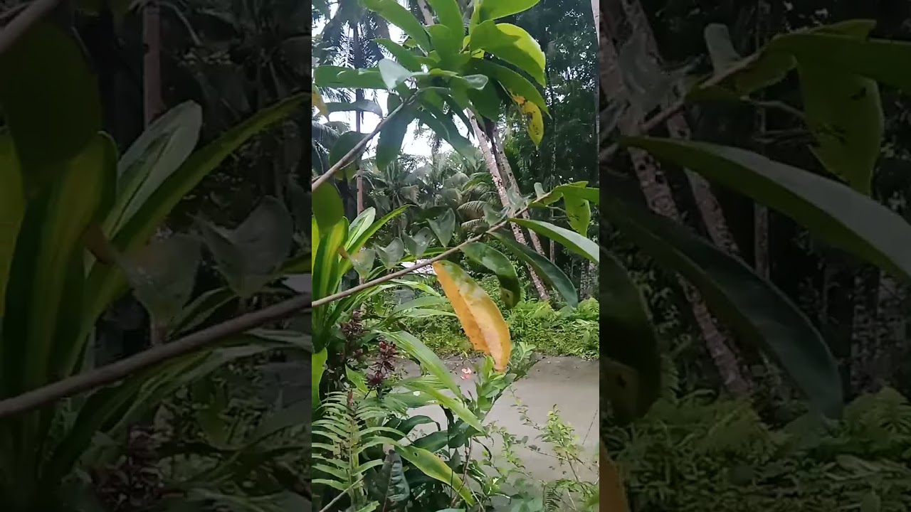 My countryside home in Bohol Philippines.Offgrid living,Village life.#nature#poorlife#home#offgrid
